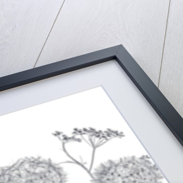 Meadow flowers by Assaf Frank